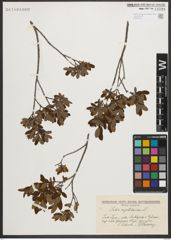 Foto von Salix myrtilloides L.